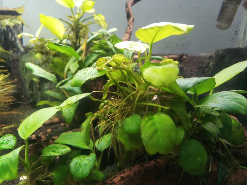 A leafy plant in a fish tank.