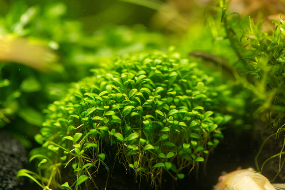 A leafy plant in a fish tank.