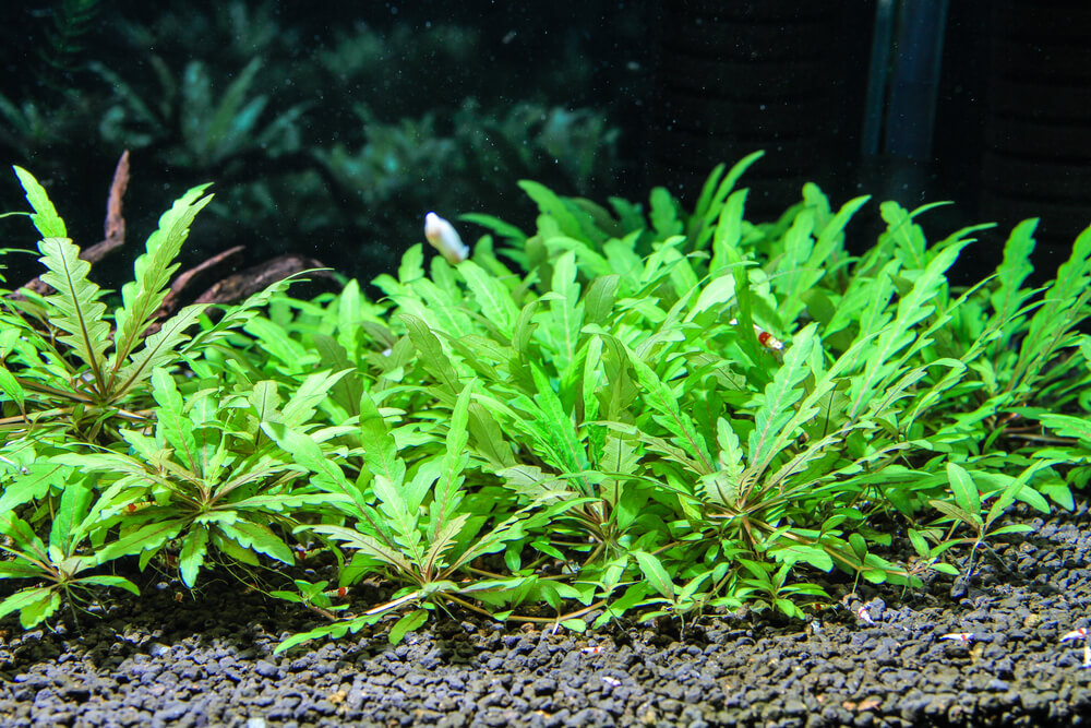 Leafy plant at the bottom of a fish tank.