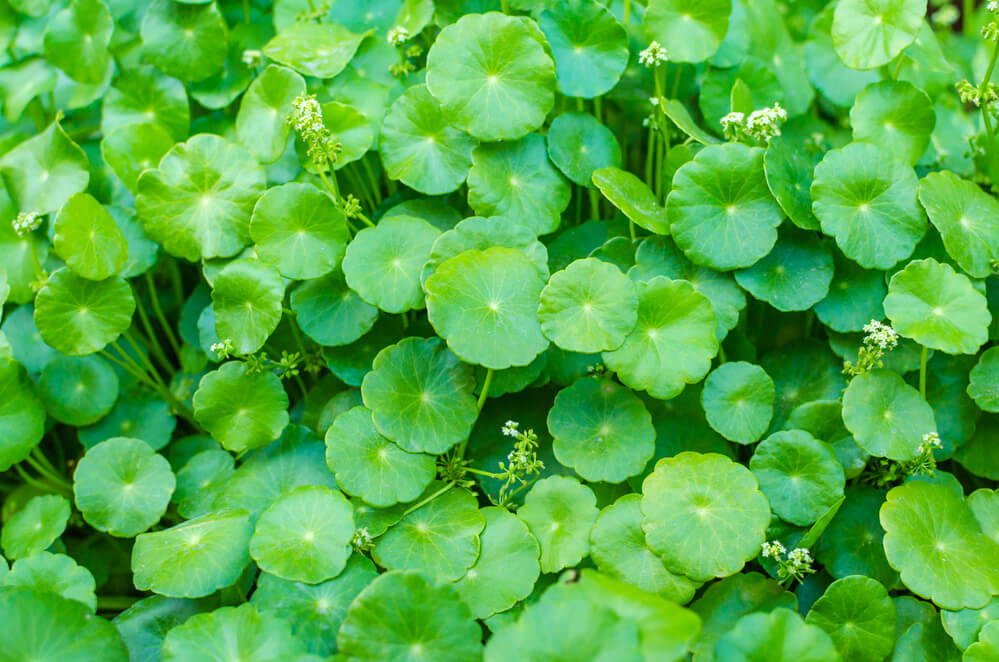 An aerial view of pennywort plant.