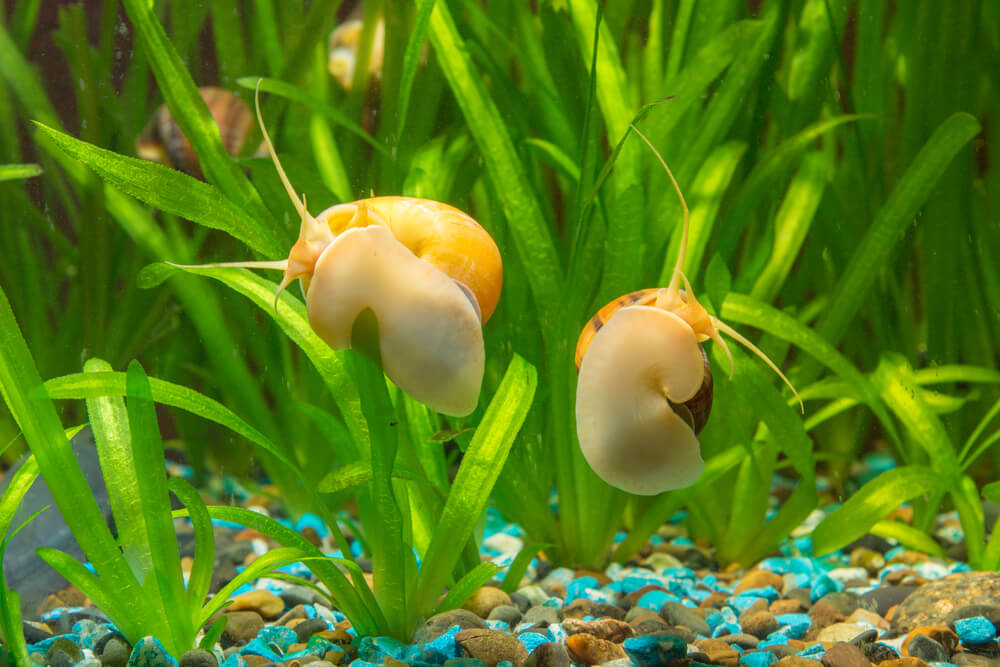 Snails climbing grass-like plants in a fish tank.