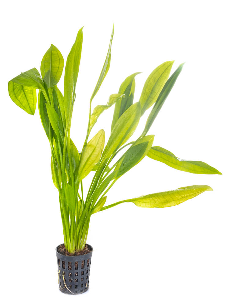 A tall green leafy plant.