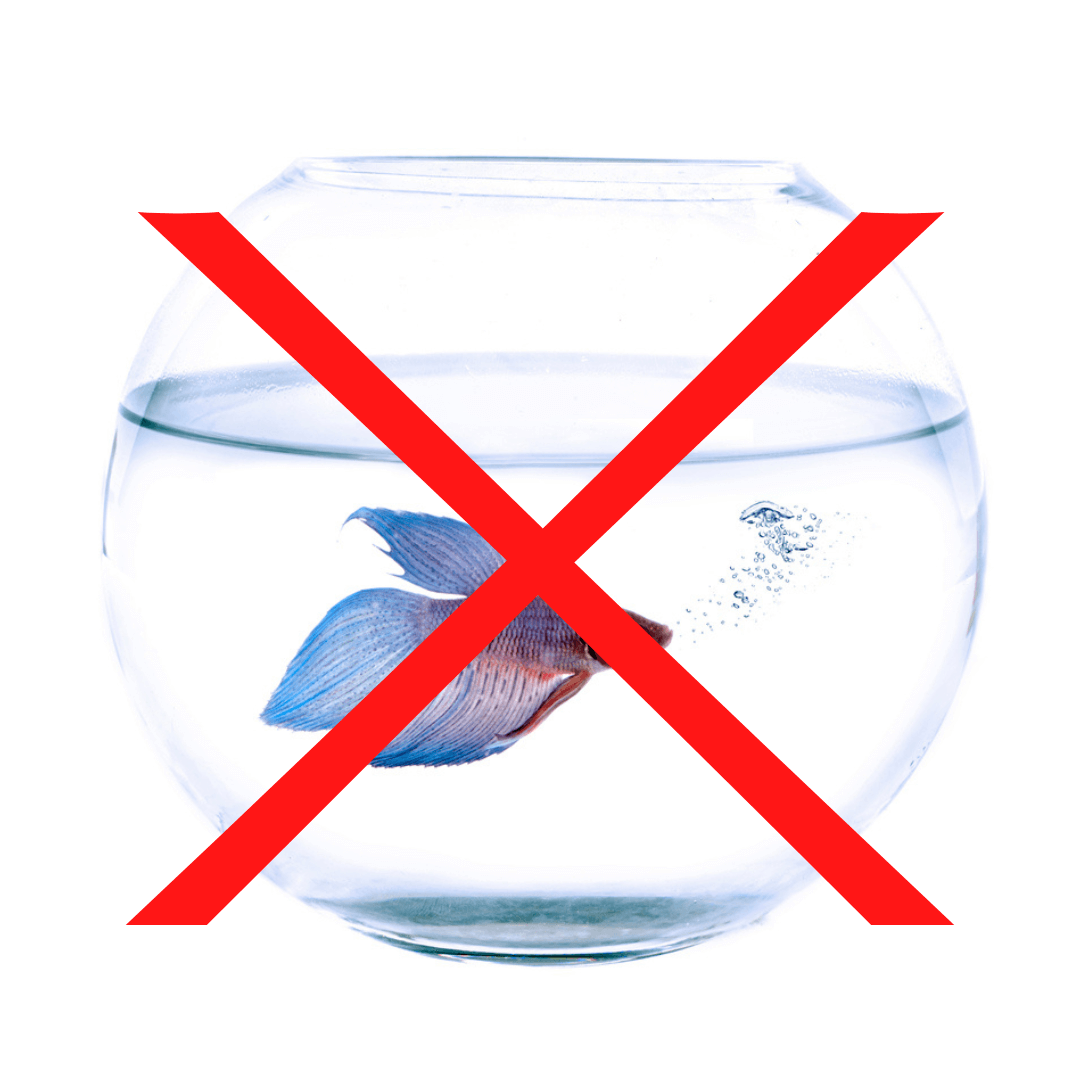 Photo of a betta fish in a small bowl with an X over it, to indicate not to put your betta in a small bowl.