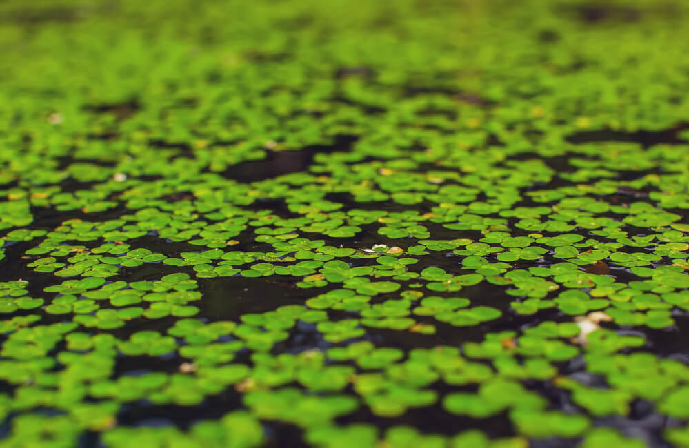 Water surface covered with duckweed.