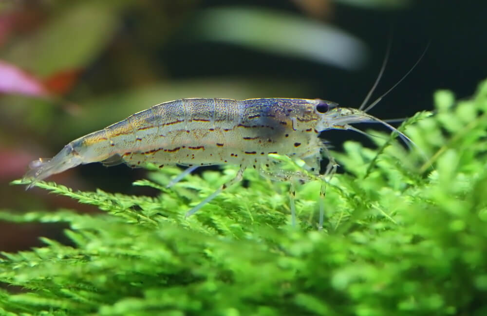 A shrimp on moss in a fish tank.