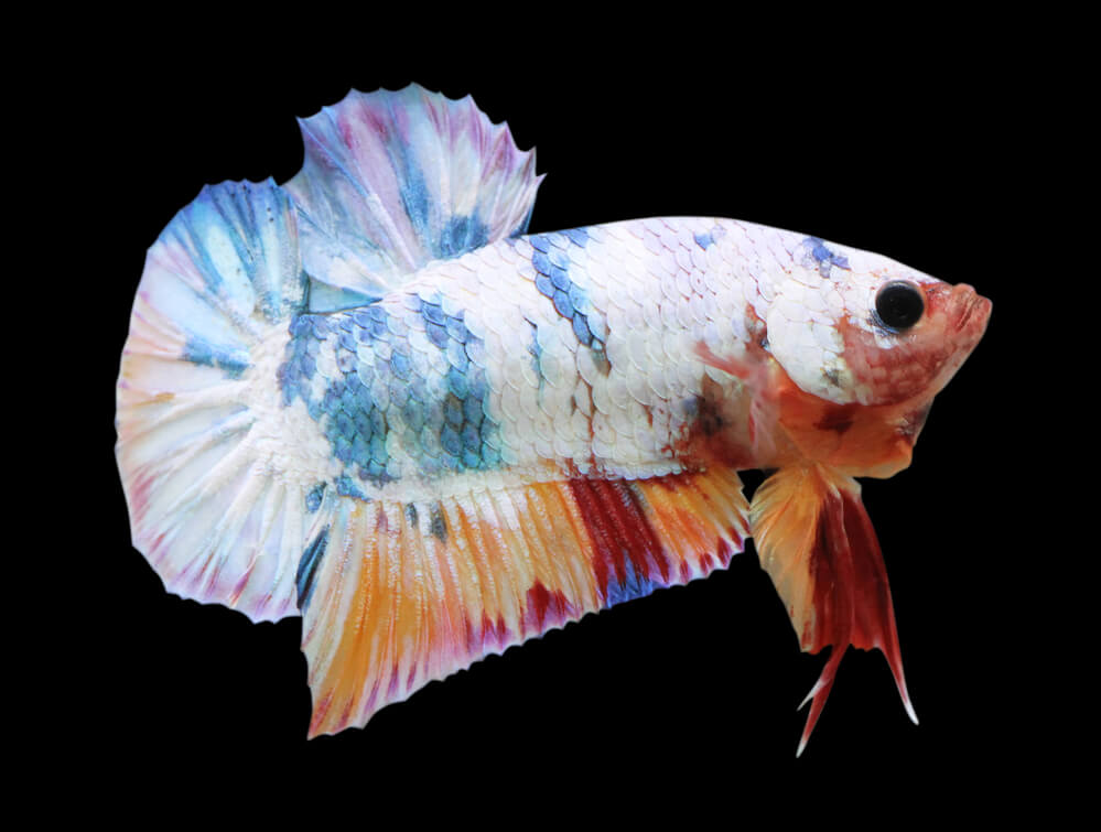 a marble koi betta fish.