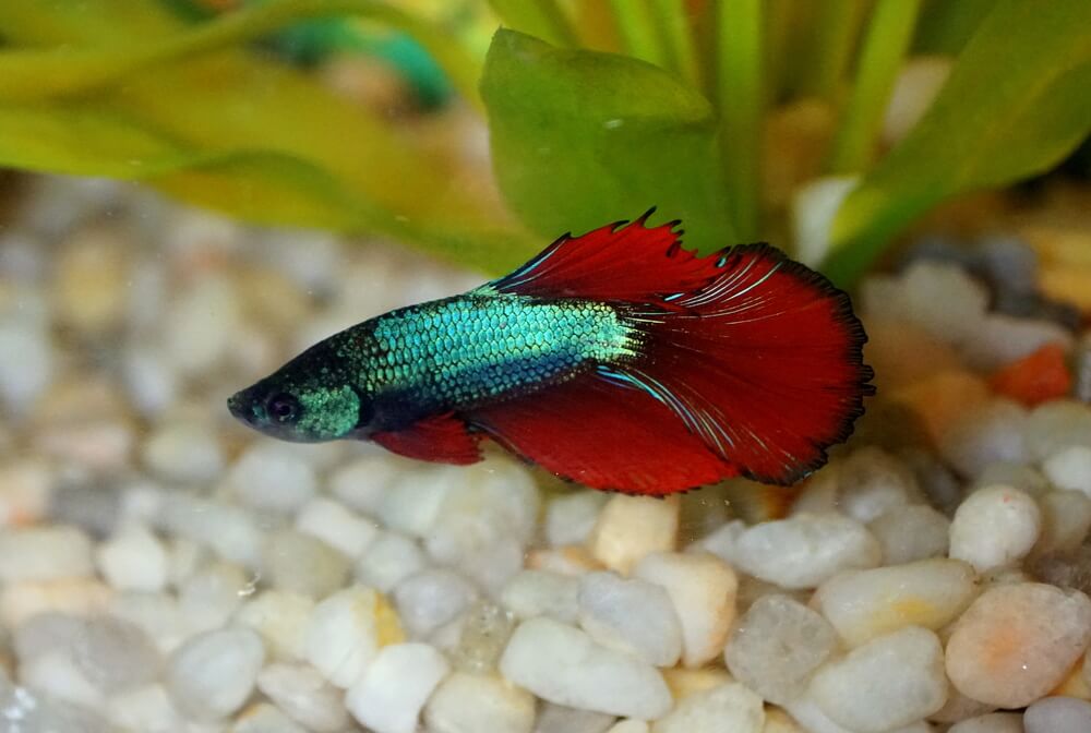 A green and red delta tail betta fish.