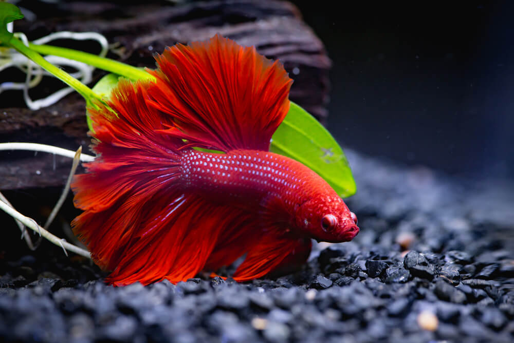 A red betta fish.