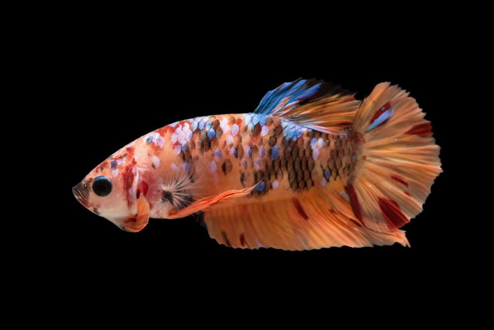 An orange spade tail betta fish.