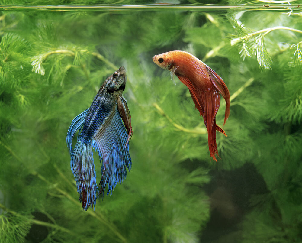 Two betta fish swimming together in a tank.